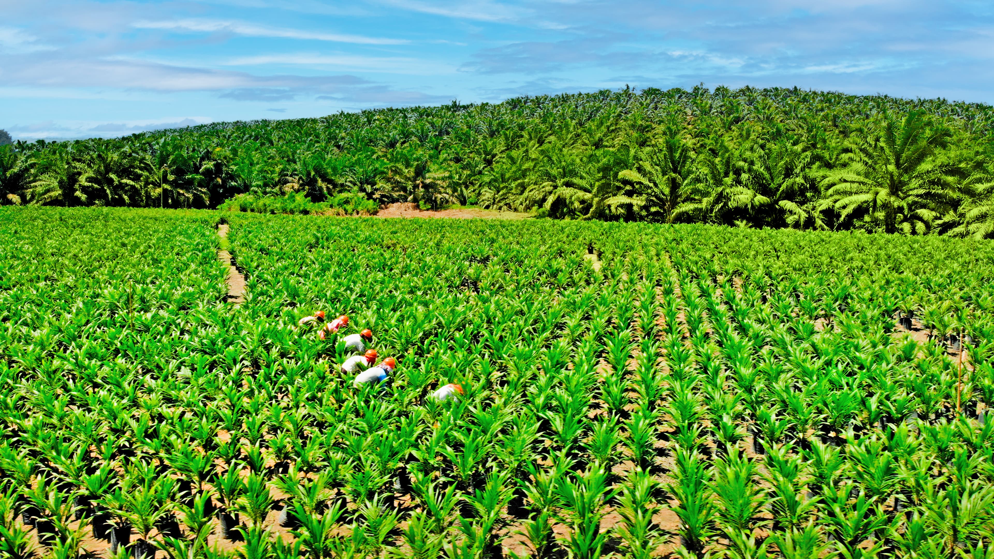 Permata Group palm plantation