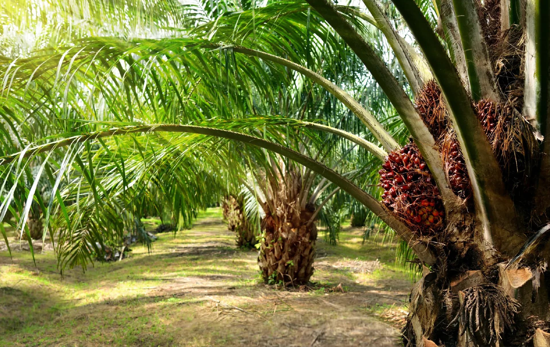 Permata Group sustainable production facility