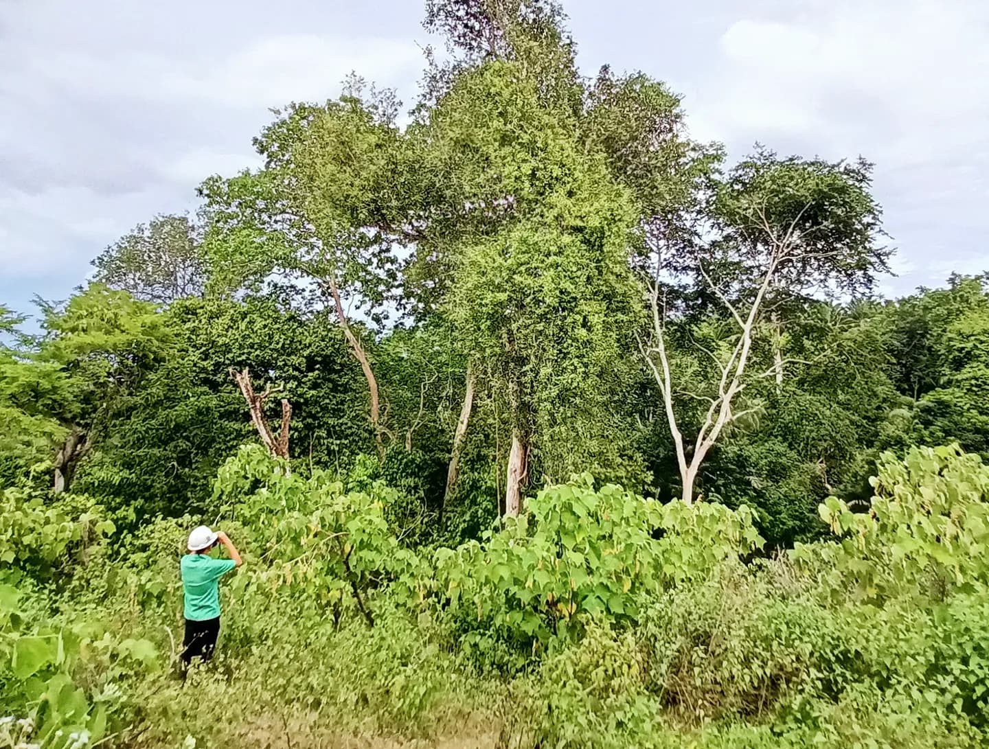 No Deforestation